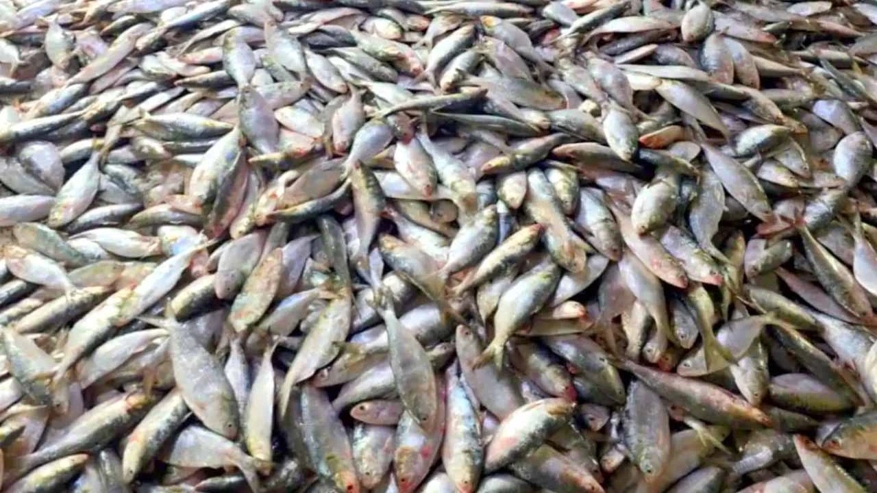 কুয়াকাটায় ট্রলিং বোটে ৮০ মণ ইলিশ, সাধারণ জেলেদের জালে শূন্যতা