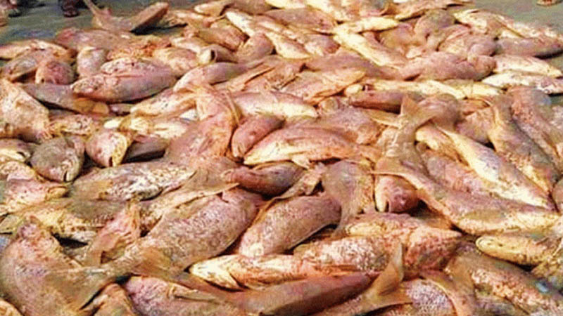 এক জালে একসঙ্গে উঠলো ৬৮৭টি কোরাল মাছ, দাম কত
