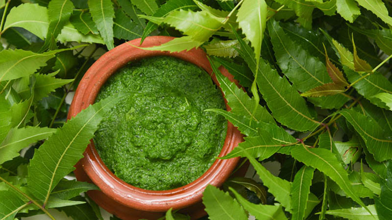 ত্বকের যত্নে নিমপাতার উপকারিতা