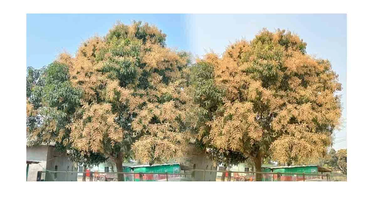 মুকুলে মুকুলে সম্ভাবনার বার্তা: ভালুকায় আমের বাম্পার ফলনের আশায় চাষিরা