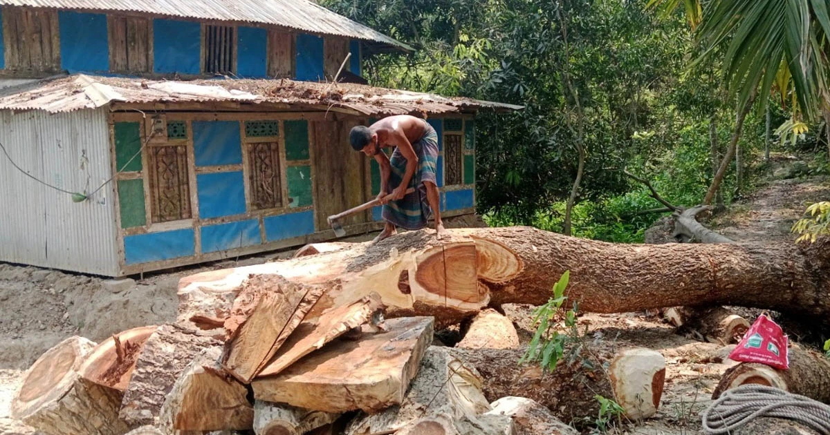 বরগুনায় সামাজিক বনায়নের টেন্ডার ঘিরে উঠেছে অনিয়মের অভিযোগ