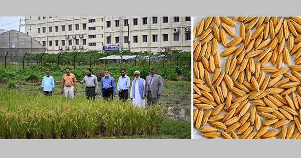 গাজীপুর কৃষি বিশ্ববিদ্যালয়ের নতুন জাতের ধান উদ্ভাবন