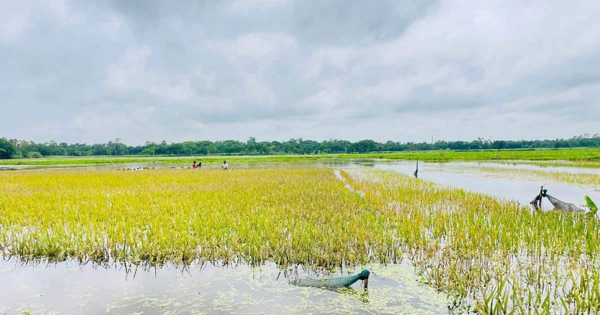 অতিবৃষ্টিতে তলিয়ে যাচ্ছে কৃষকের স্বপ্নের সোনালী ধান