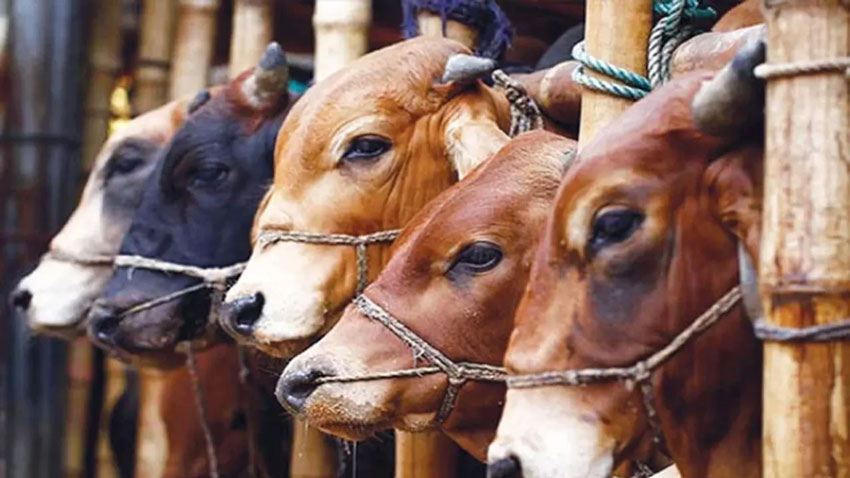 কৃত্রিমভাবে মোটাতাজা পশু চিনবেন যেভাবে