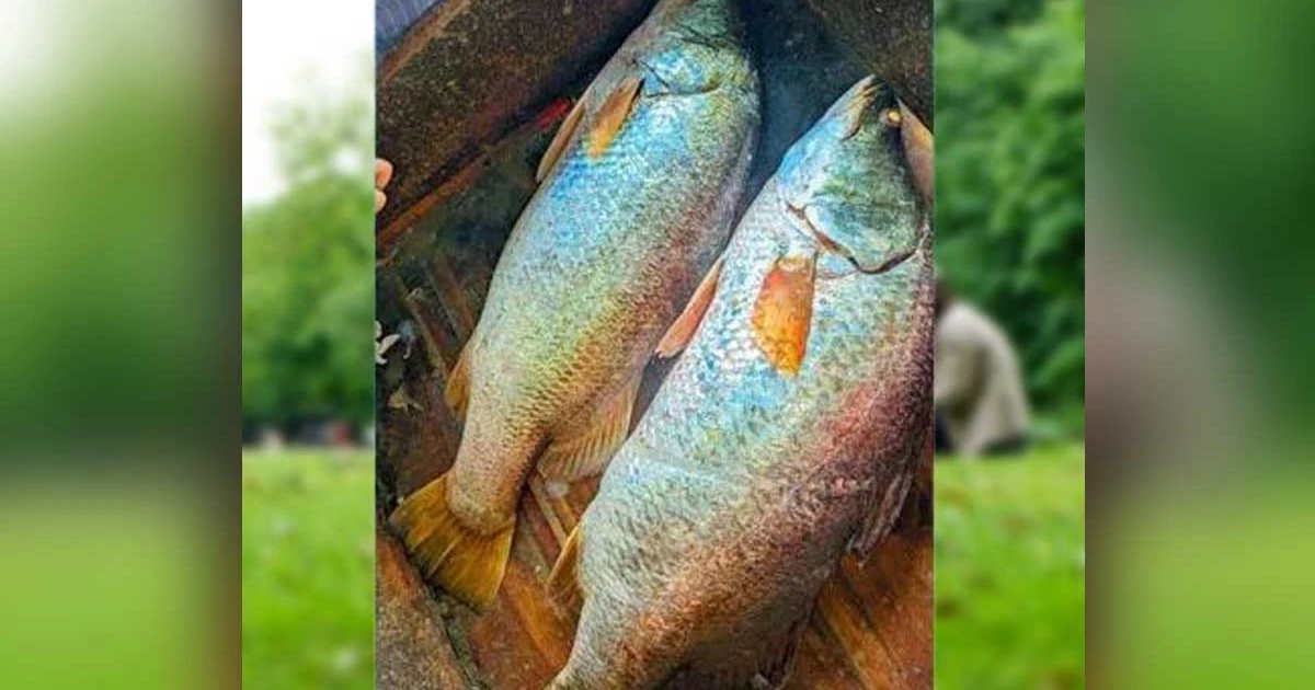 মেঘনায় জেলের জালে ৩৩ কেজির দুই কোরাল, বিক্রি ৪৬ হাজার টাকায়