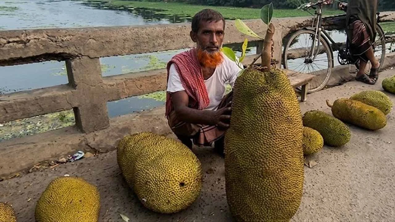 ৪১ কেজি ওজনের কাঁঠাল