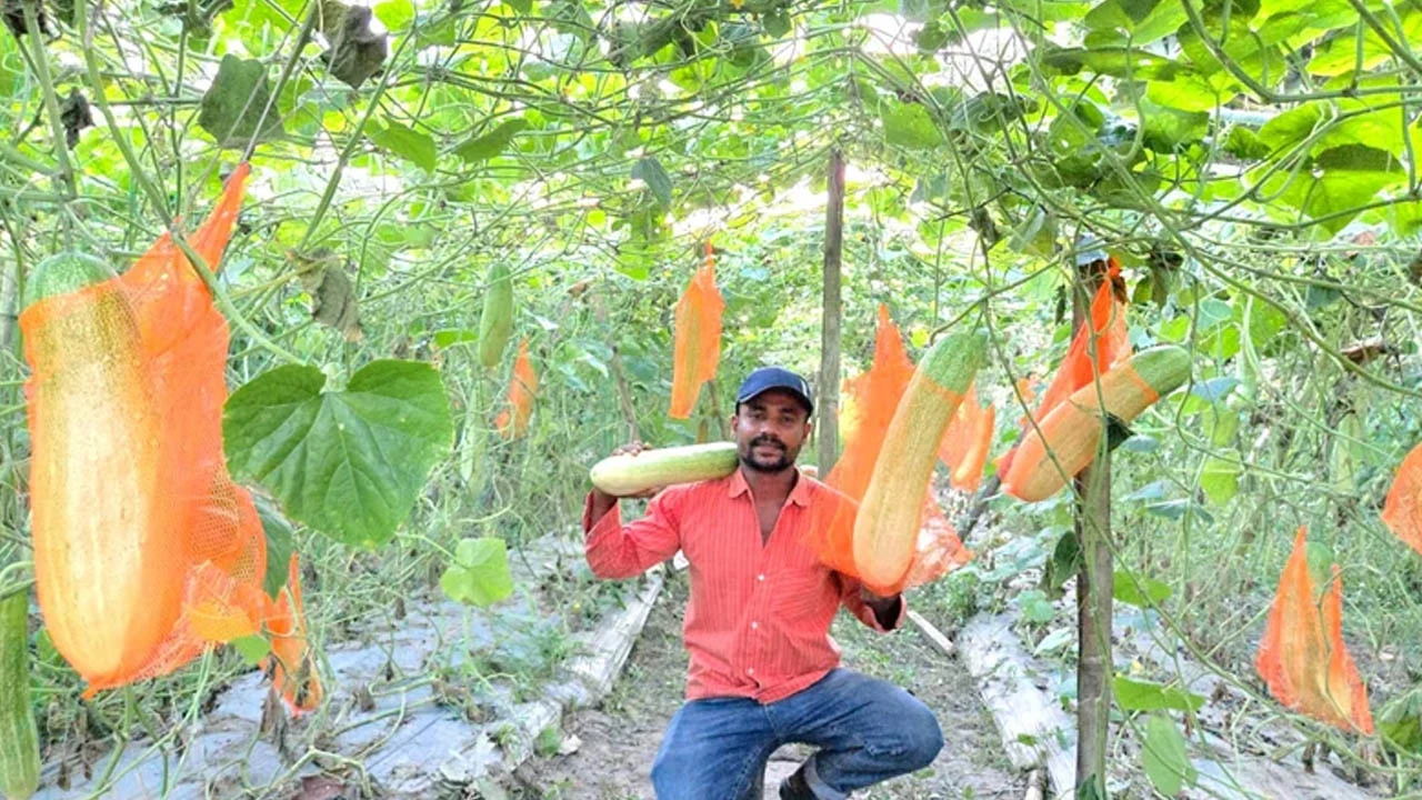 ৫ কেজি ওজনের শসা চাষে হৈচৈ ফেলেছেন তরুণ উদ্যোক্তা