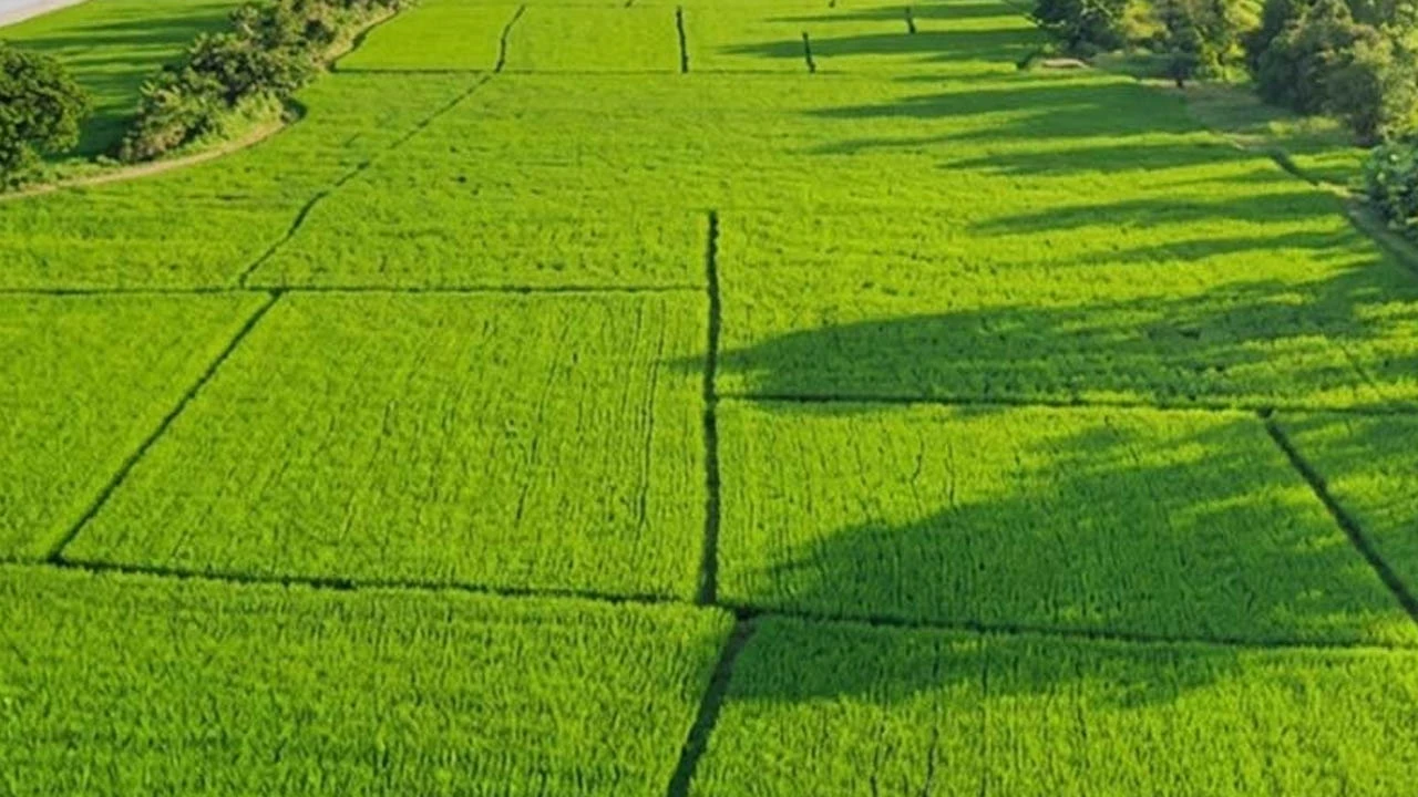 জমির পর্চা অনলাইনে খুঁজবেন কীভাবে