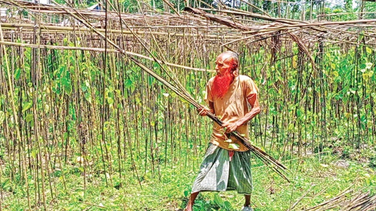 দাম নেই, অনেক চাষি  ভাঙছেন পানের বরজ