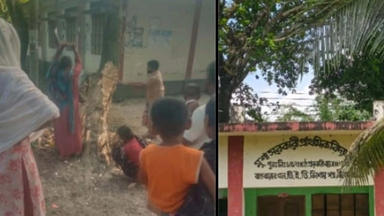 স্কুলের গাছ কেটে নিয়ে গেল দপ্তরি, জানেন না প্রধান শিক্ষক