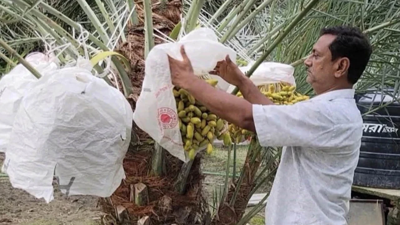 চারটি চারা থেকে ১২ জাতের খেজুর