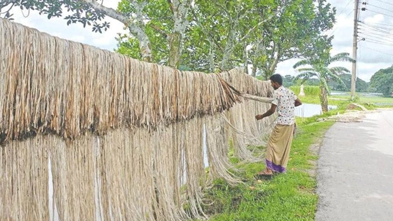 ফলনে-দামে খুশি পাটচাষি