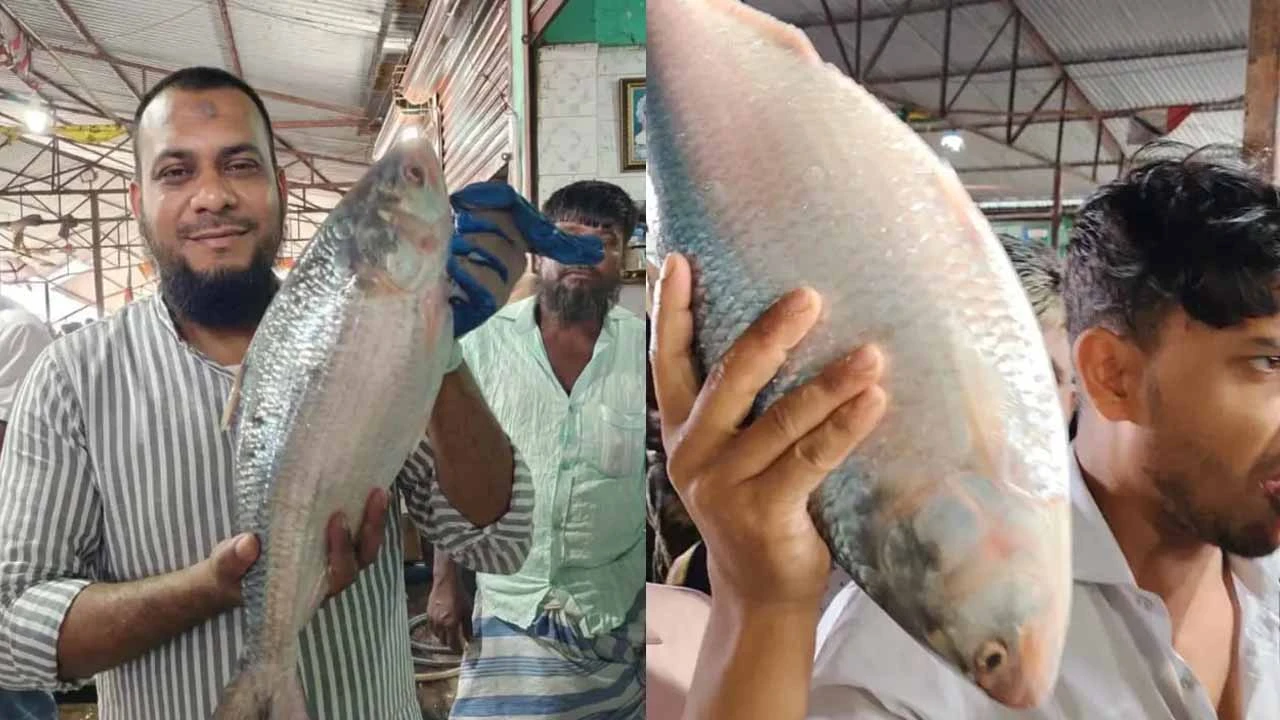 ১ ইলিশের দাম ১১ হাজার টাকা