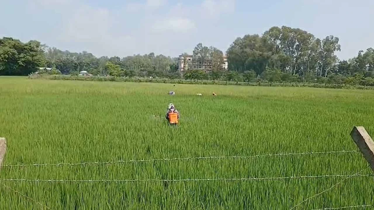 পঞ্চগড়ে আমন ধানে পোকার আক্রমণ, বাড়ছে উৎপাদন খরচ; লোকসানের শঙ্কায় কৃষক