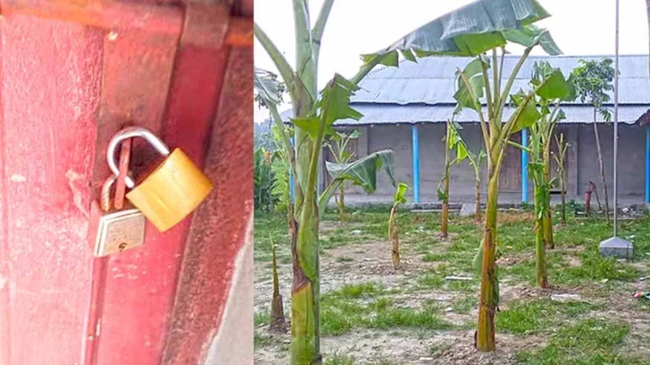 চাকরি না পেয়ে স্কুল মাঠে কলাগাছ লাগালেন জমিদাতা