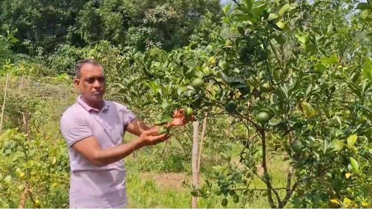 ইউটিউব দেখে পাহাড়ের টিলায় কমলা-মাল্টার বিপ্লব