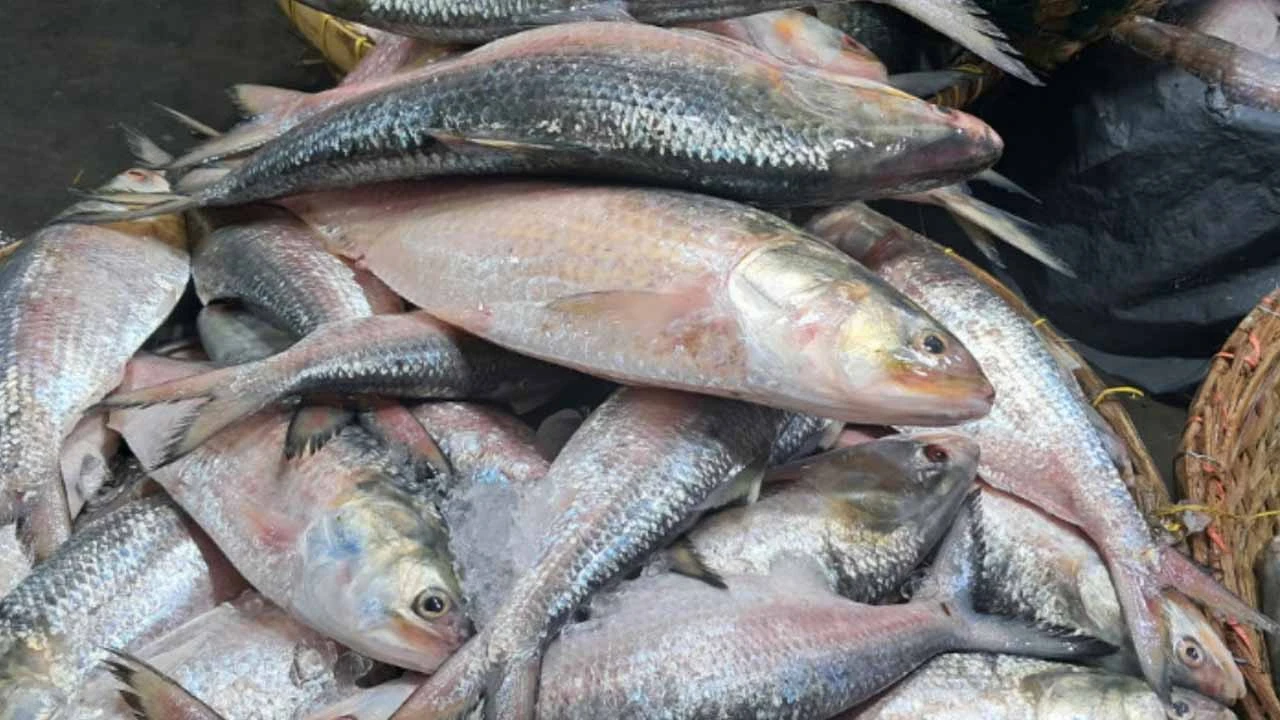 সাগর-নদীতে ইলিশ ধরা বন্ধ