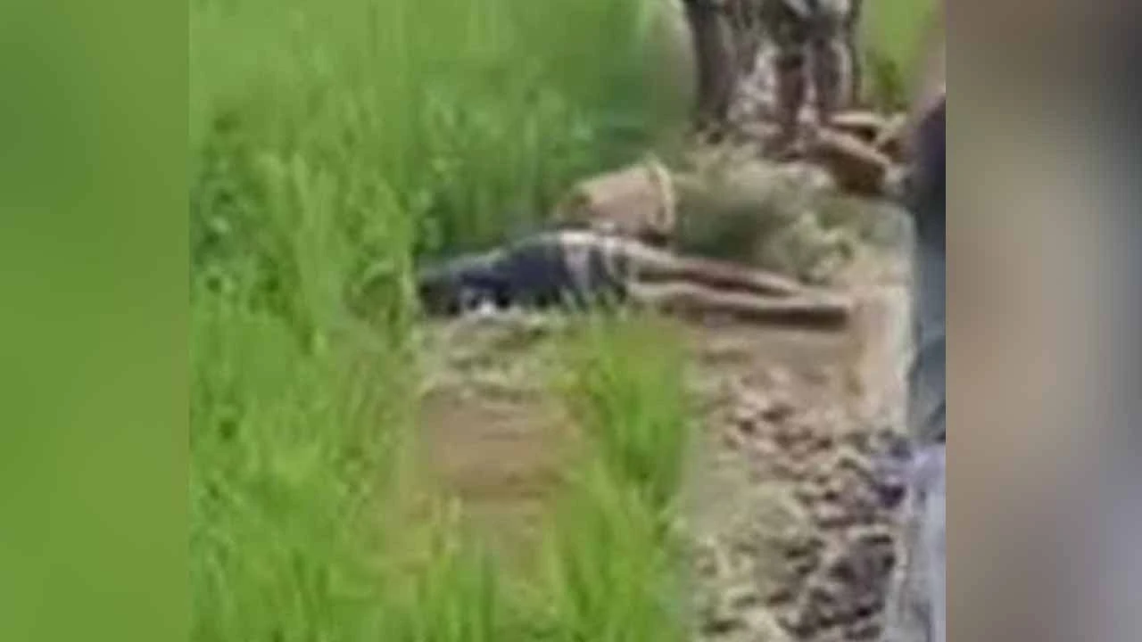 নোয়াখালীতে ইঁদুর মারার বৈদ্যুতিক ফাঁদে প্রাণ গেল কৃষকের