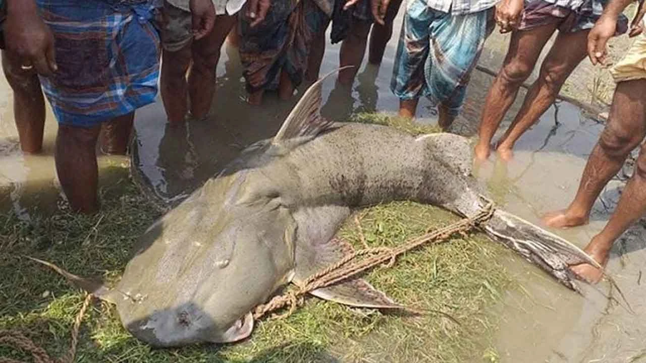 ব্রহ্মপুত্রের এক বাগাড় মাছের দাম ১ লাখ ৩৫ হাজার টাকা
