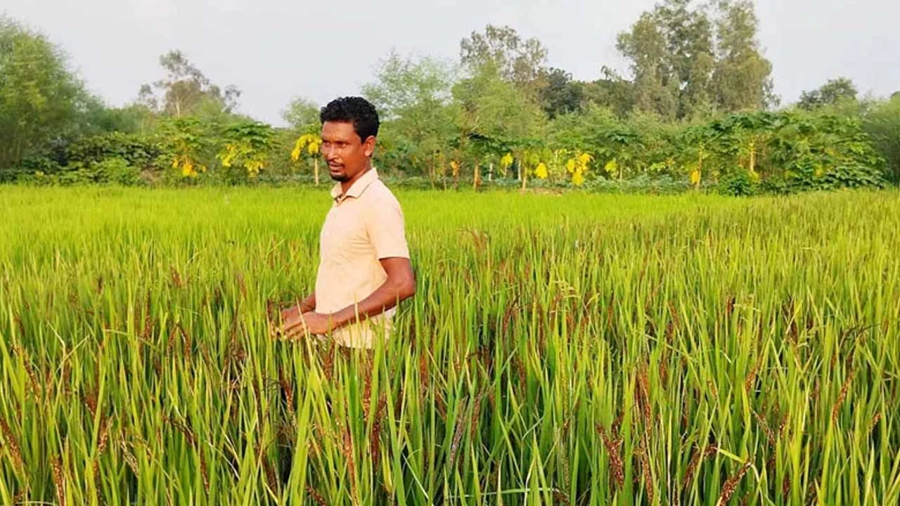 ‘ব্ল্যাক রাইসে’ নতুন স্বপ্ন দেখছেন মিজান