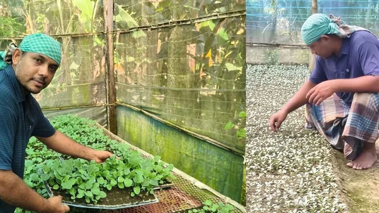 মাটি ছাড়াই ককোপিটে চারা উৎপাদন, শিক্ষক জাকিরের মাসে লাখ টাকা আয়