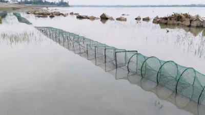 নিষিদ্ধ জালে হুমকিতে দেশীয় মাছ ও জলজ বাস্তুতন্ত্র