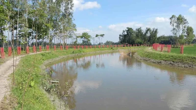 ৩৯ লাখ টাকায় খাল খনন ও বৃক্ষরোপণ, মাস না যেতেই মরে গেল শত শত গাছের চারা