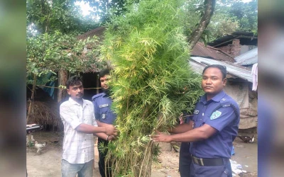 বাড়ীর ছাদেই চলছিলো গাঁজার চাষ!