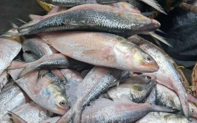 সাগর-নদীতে ইলিশ ধরা বন্ধ