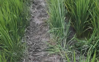 ক্ষেতজুড়ে ধস্তাধস্তির চিহ্ন, কিশোরীর বাঁচার লড়াই