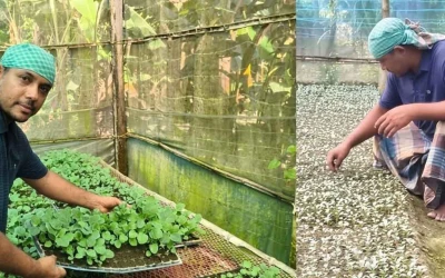 মাটি ছাড়াই ককোপিটে চারা উৎপাদন, শিক্ষক জাকিরের মাসে লাখ টাকা আয়