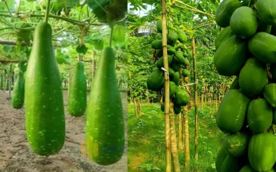 পেঁপের কেজি তিন টাকা, চার লাউ এক টাকা