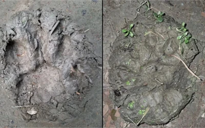 পাঁচ গ্রামে বাঘের পায়ের ছাপ,এলাকাবাসীর আতঙ্কে ড্রোন উড়িয়ে তল্লাশি