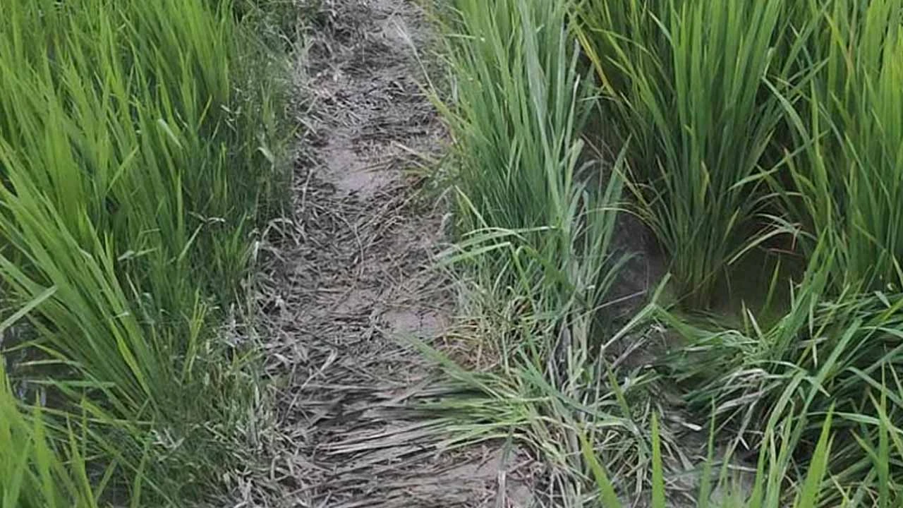 ক্ষেতজুড়ে ধস্তাধস্তির চিহ্ন, কিশোরীর বাঁচার লড়াই