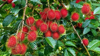 ভালুকায় রাম্বুটানের আকাশছোঁয়া দাম