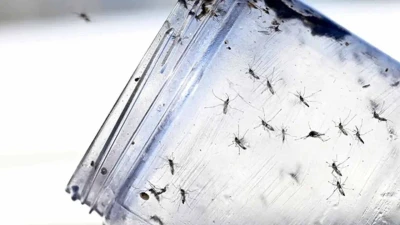 স্ত্রী মশা দমনে ৬ লাখ পুরুষ মশা ছাড়বে যুক্তরাষ্ট্র