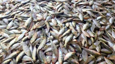 কুয়াকাটায় ট্রলিং বোটে ৮০ মণ ইলিশ, সাধারণ জেলেদের জালে শূন্যতা