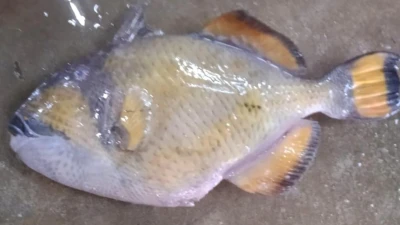 সাগরে  জেলের জালে ধরা পড়ল  বিরল ‘টাইটান ট্রিগারফিশ’