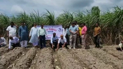ঠাকুরগাঁওয়ে ২০২৬-২৭ মৌসুমের আখ রোপণ কার্যক্রম শুরু