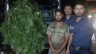 আদার বাগানে গাঁজার চাষ