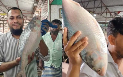 ১ ইলিশের দাম ১১ হাজার টাকা