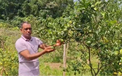 ইউটিউব দেখে পাহাড়ের টিলায় কমলা-মাল্টার বিপ্লব