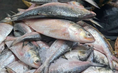 সাগর-নদীতে ইলিশ ধরা বন্ধ